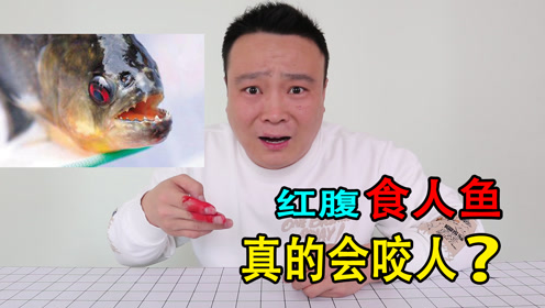 小浪哥开箱红腹食人鱼,它真的会咬人吗?