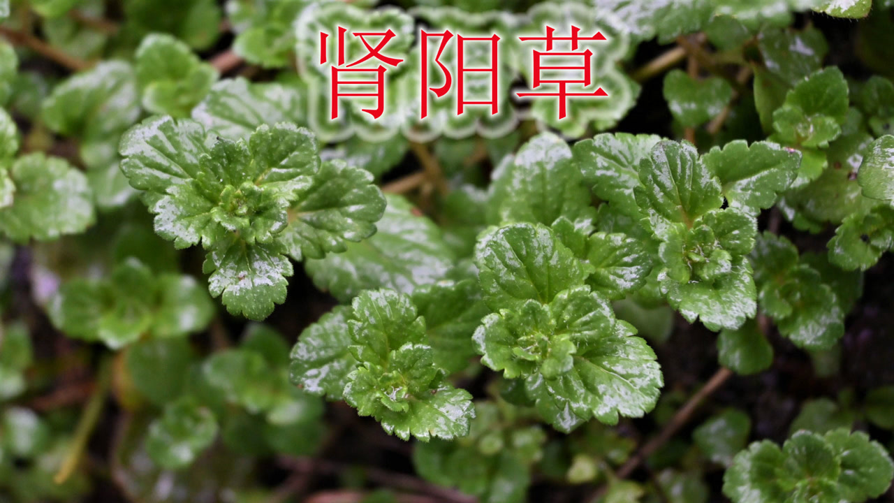 草本植物"婆婆纳,荒野常见的"肾阳草,用得它的是男性朋友