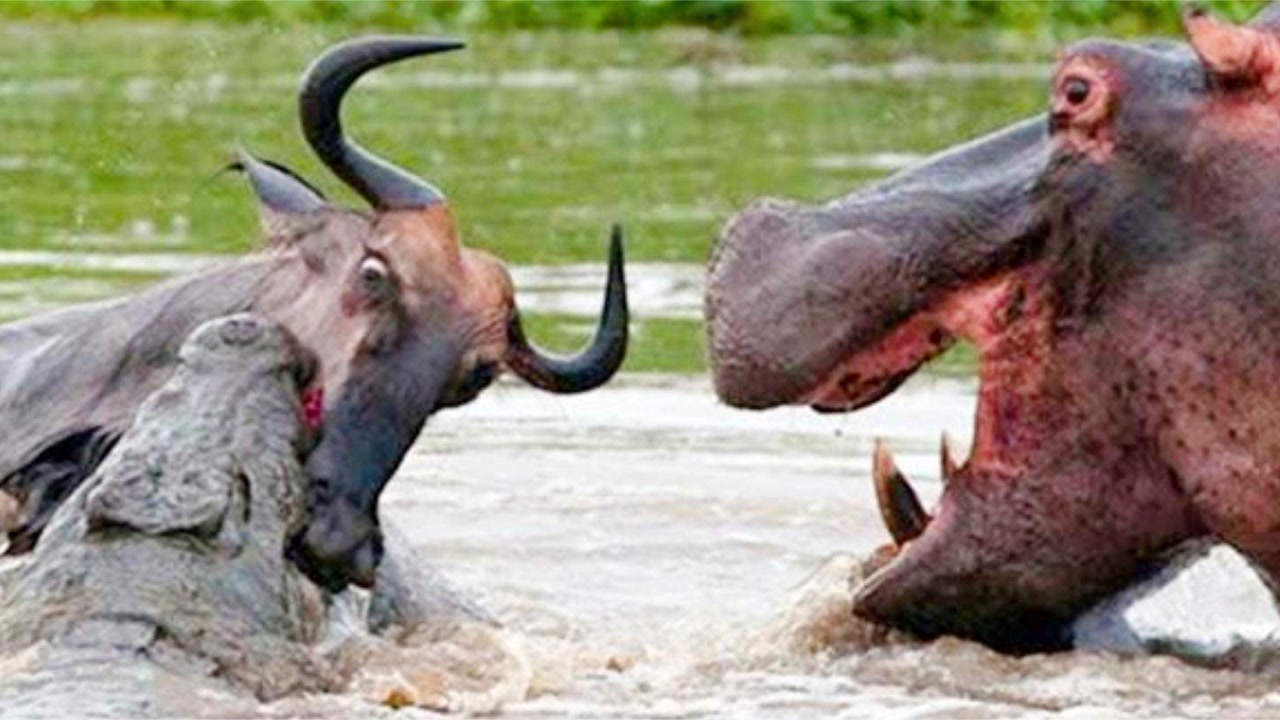 实拍巨鳄捕杀角马,下一秒却惨遭河马暴揍,镜头拍下鳄鱼惨状!