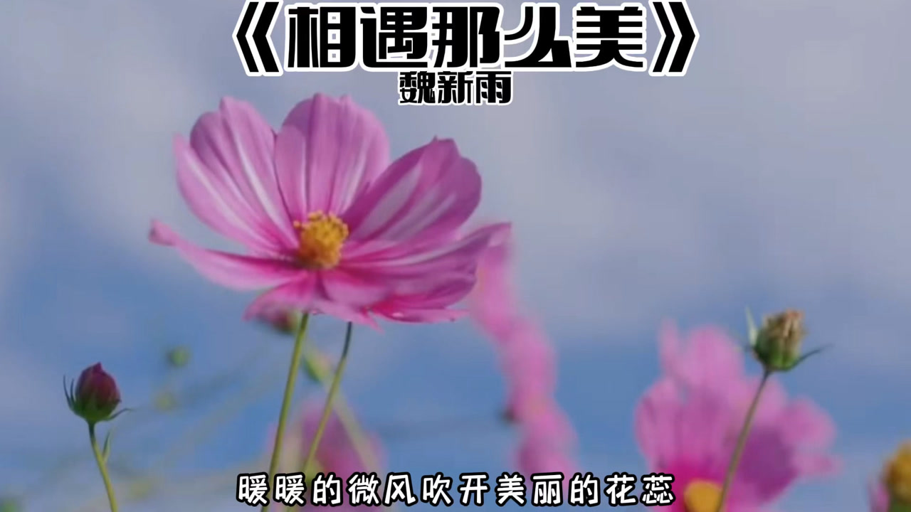 相遇那么美