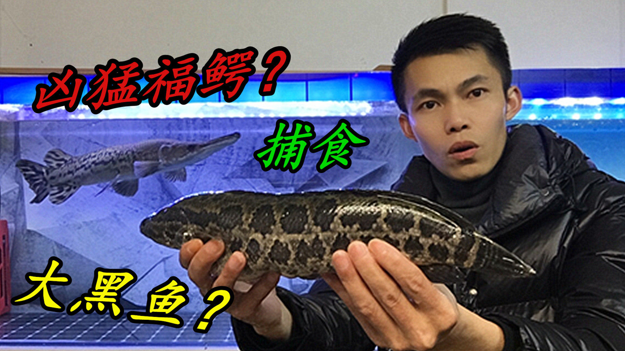 60多公分凶猛鳄雀鳝,捕食40公分黑鱼,是否能捕食成功