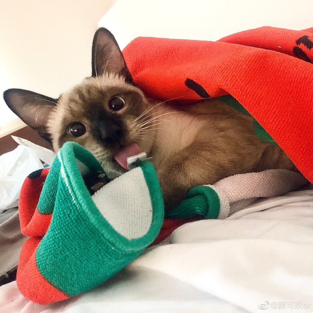 古德猫宁