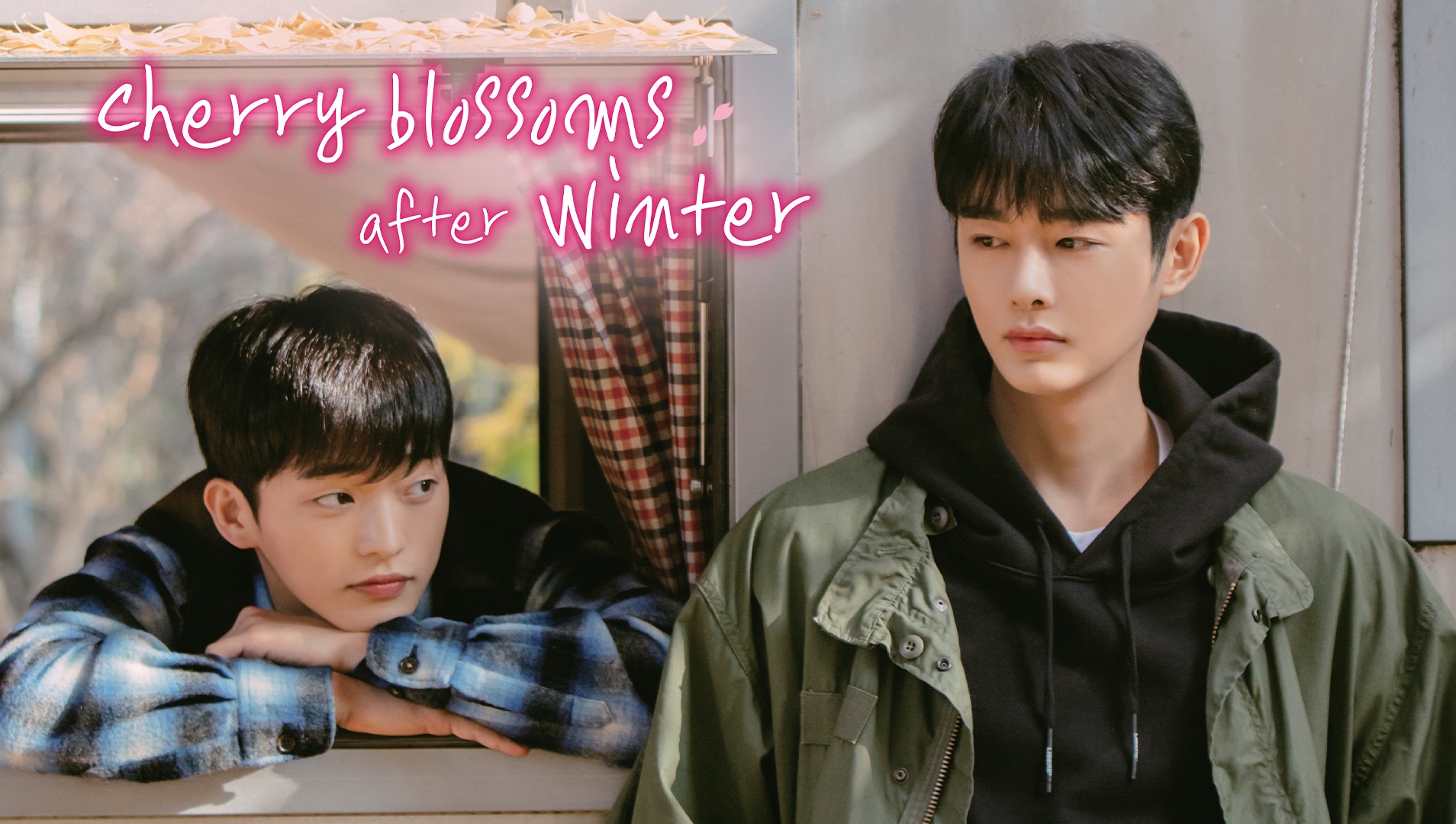 Cherry Blossoms After Winter kisskh