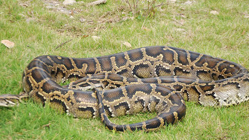 蟒蛇生态