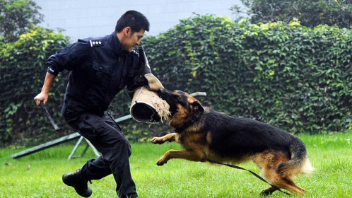 警犬赤龙第22集