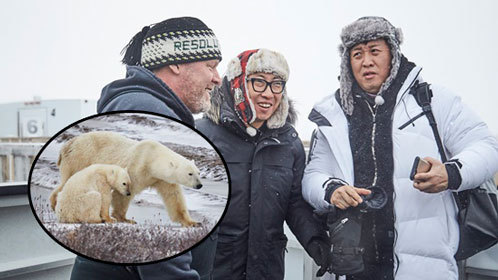无挑加拿大探访北极熊
