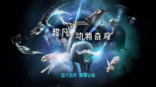 超凡动物奇观瞬间吸干！吸血蜘蛛捕杀蚊子高能瞬间_高清完整版视频在线观看_腾讯视频