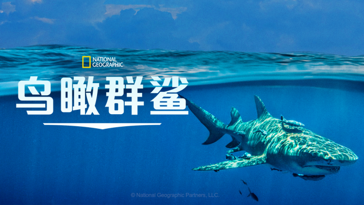 《离婚后他在娱乐圈杀疯了》事业与人生的重塑