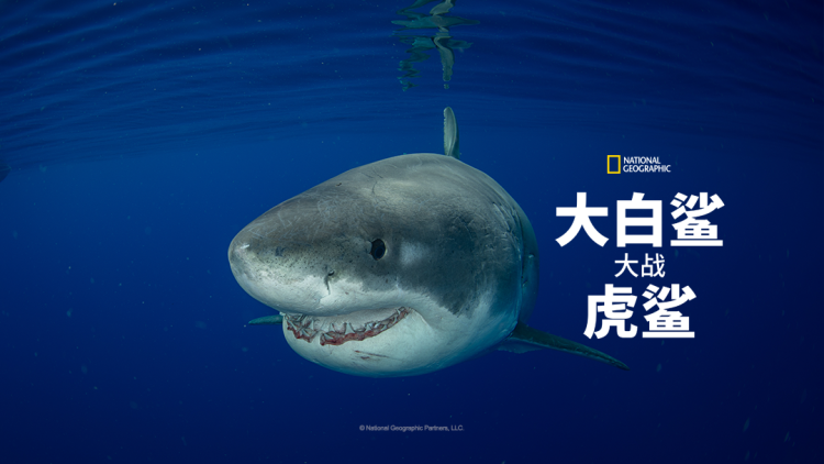 《你与偶像光之美少女》舞台与战场的双重身份