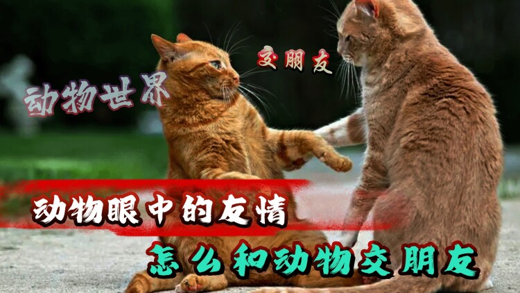 《鬓边不是牡丹红》初识红楼人物