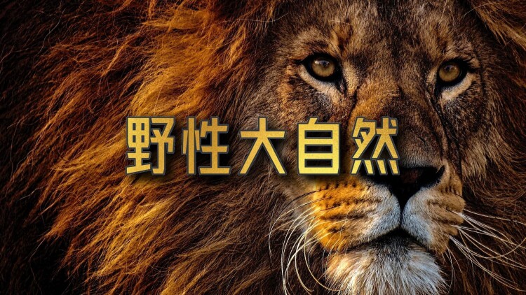 荆棘中盛开的花