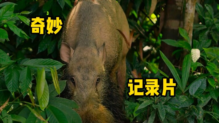 雾散无归期的迷雾初现