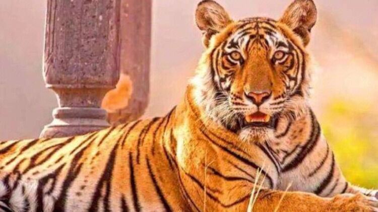 她不当女主很多年