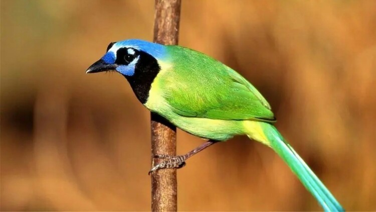 首富大佬的小孕妻