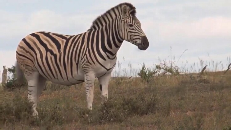 霹雳天机2仙魔决