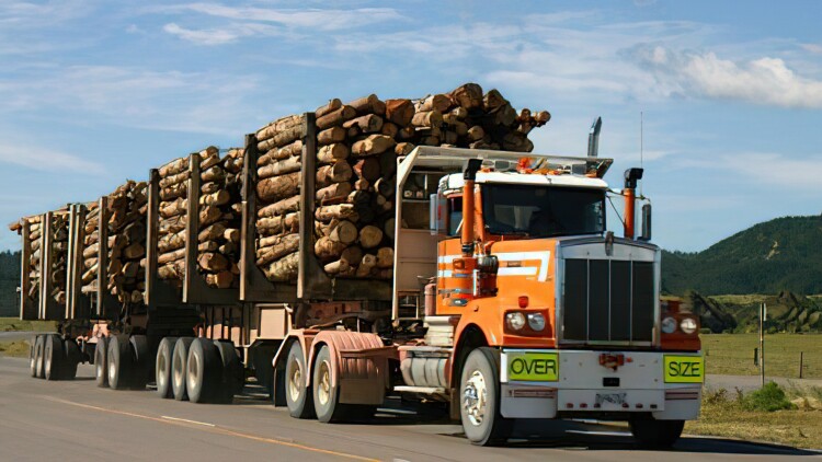 《锦鲤少女》友情与校园生活
