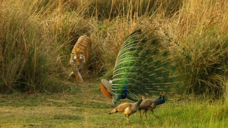 苏小姐你包的男模是大佬