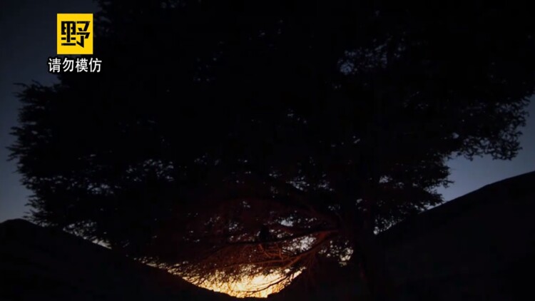 看见弹幕后死对头被我钓成翘嘴的意外收获