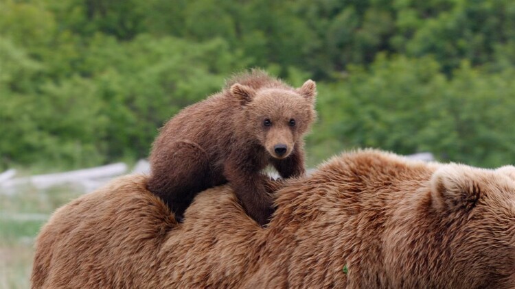 白月光替身她不干了