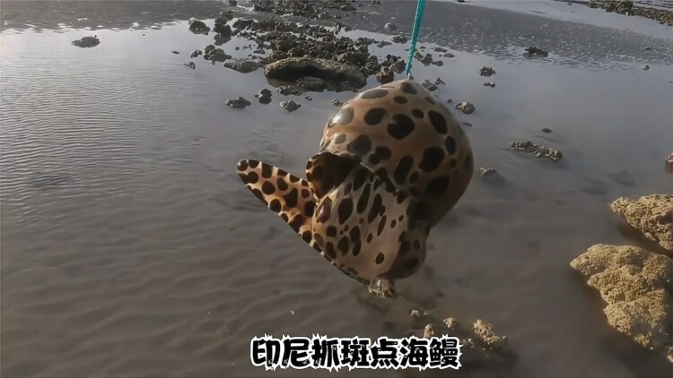 火影忍者DVD哪里可以买到？