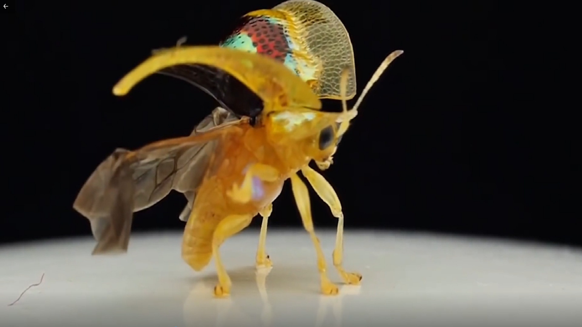 1·烈焰红唇的鱼,全身黄金的甲壳虫,看起来只存在于神话中的生物!