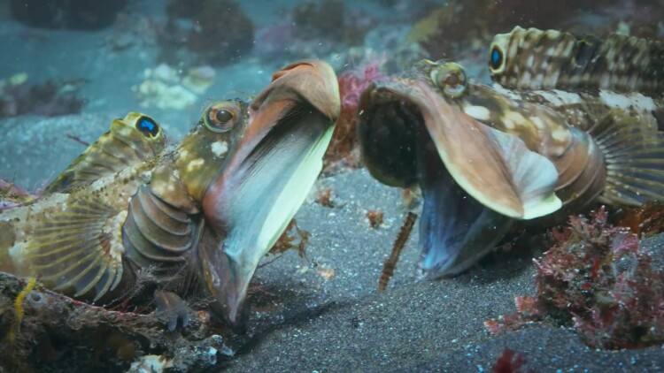 无双武王：情义与抉择