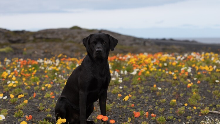 穷养太子早当家