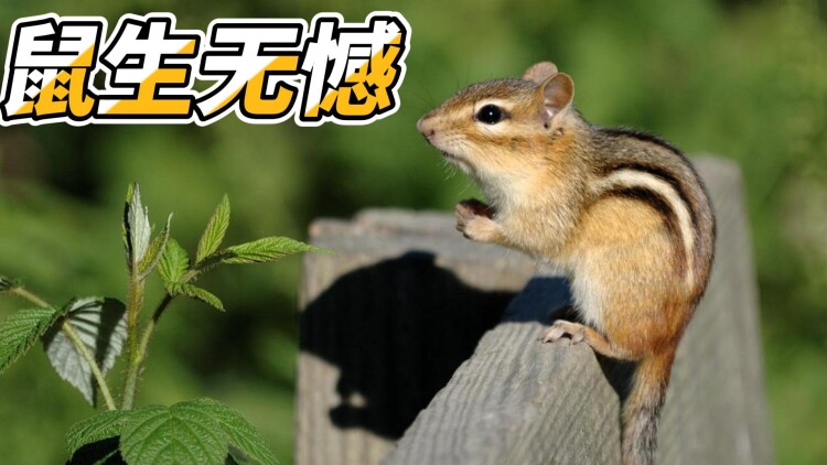 火影忍者动画现在出了多少集？