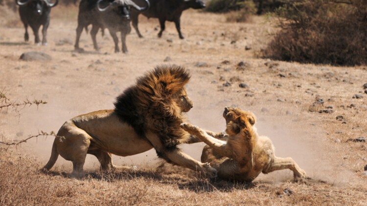 顾总别吻了你的身体我驾驭不来