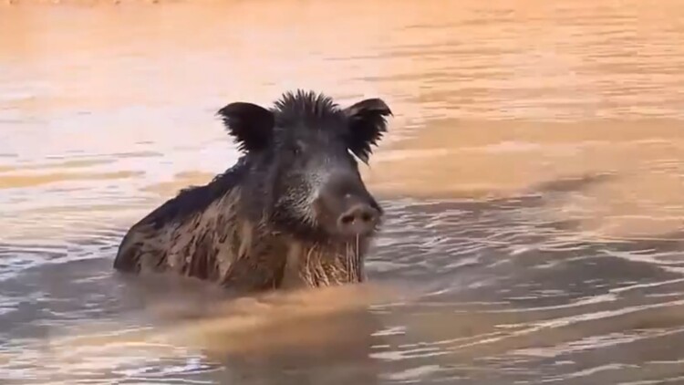 深夜食堂东京故事2
