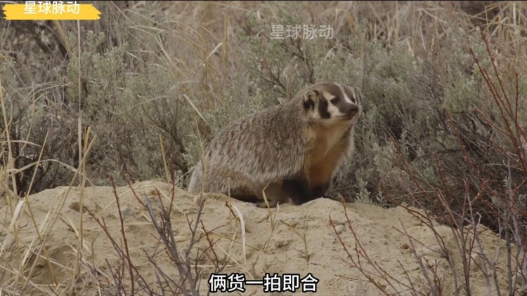 72小时黄金行动