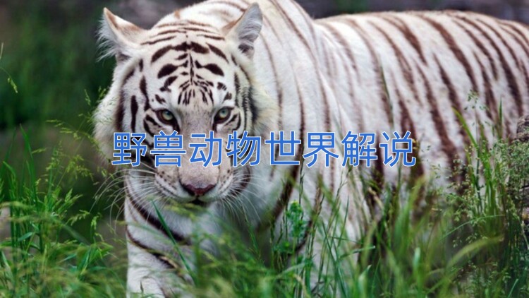 私刑监狱·生死逃亡的挑战