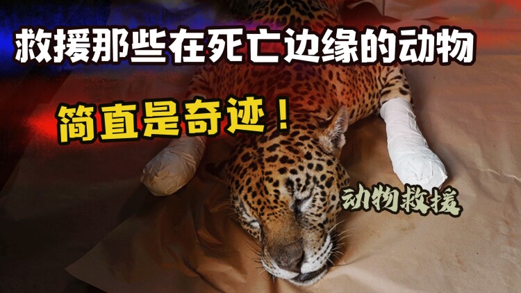 我的危险妻子短剧版