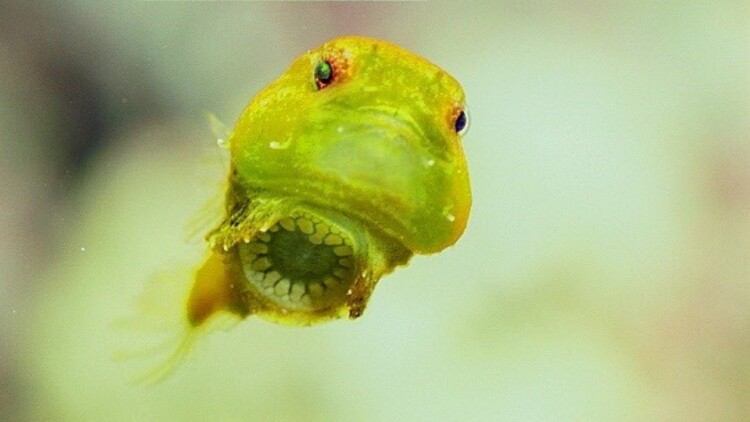 萌宝难藏替嫁王妃你别逃