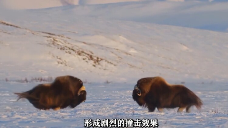 《七夕蜜恋萌宝助攻来闪婚》的心动：感情逐渐升温