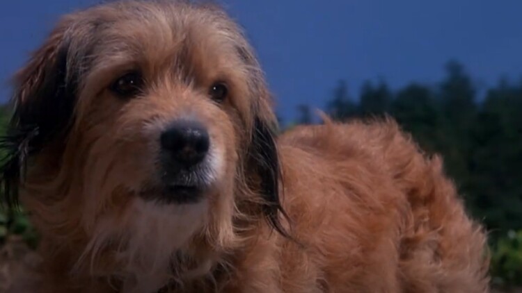 掘金已死圣诞故事