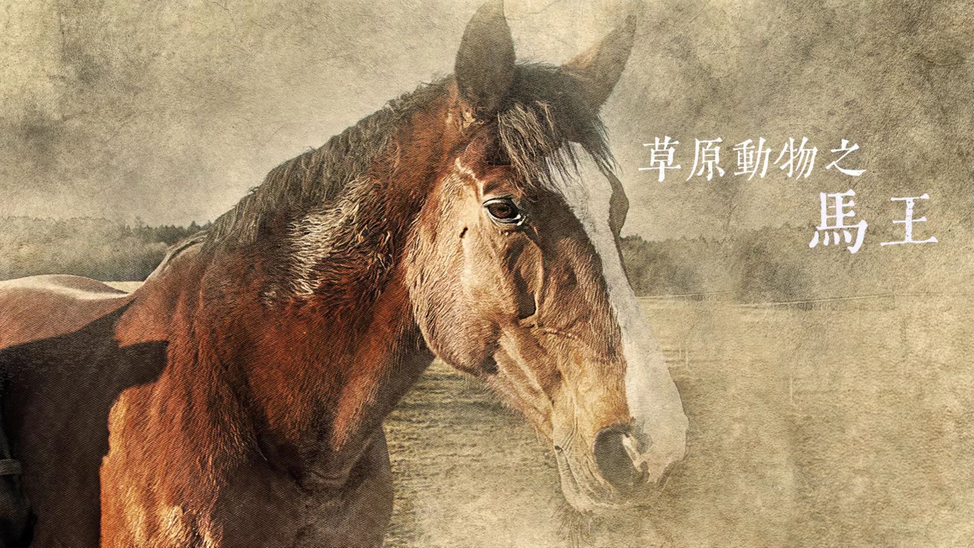 草原动物之马王_第19集，马阵_少儿_动画片大全_腾讯视频