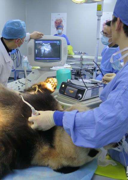 杭州动物园大熊猫突然病危邵逸夫医院紧急进行手术