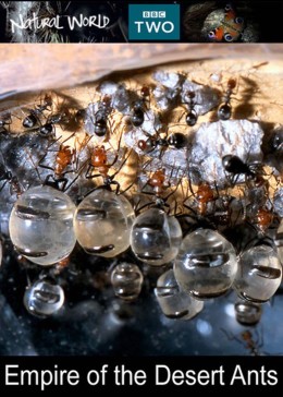 自然世界：蚂蚁攻击