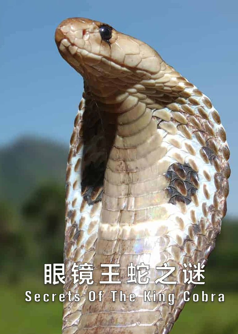 眼镜王蛇之谜(secrets of the king cobra)-纪录片-腾讯视频