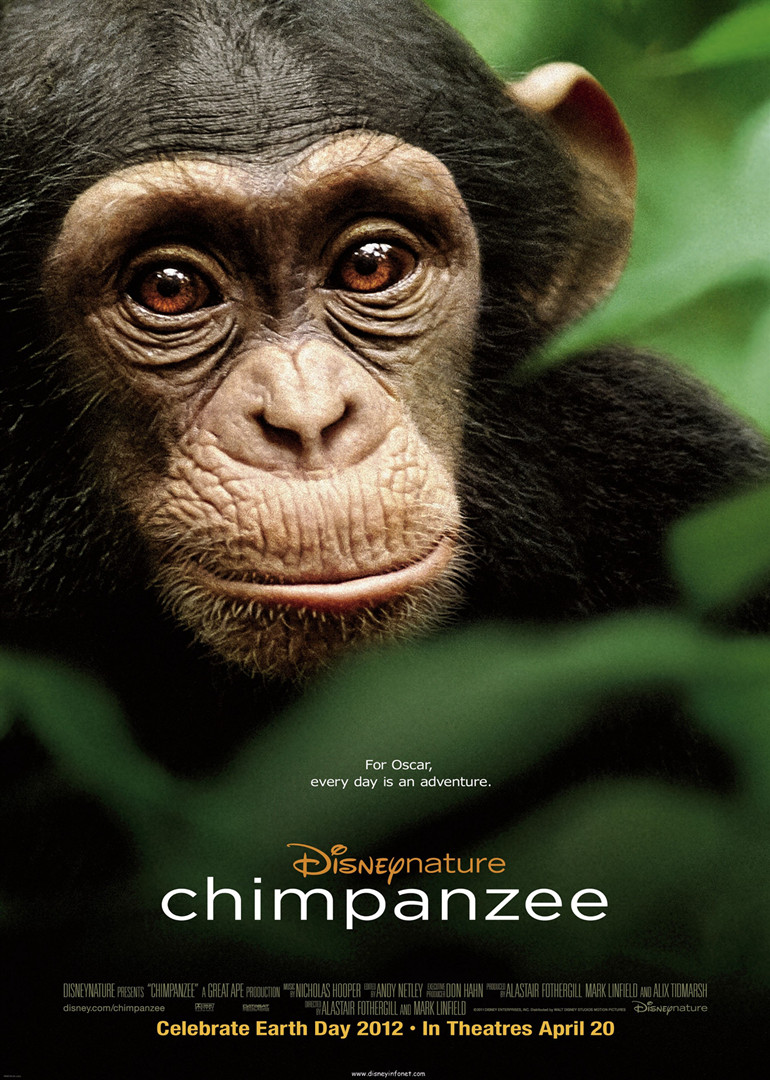 8黑猩猩chimpanzee电影别 名:黑猩猩的世界(港 chimpanzee地 区:美国
