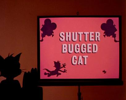 shutter bugged cat