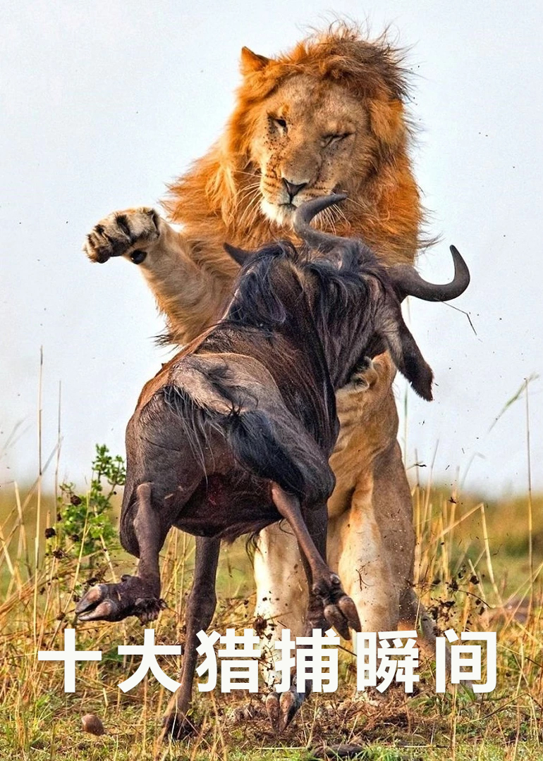 十大猎捕瞬间