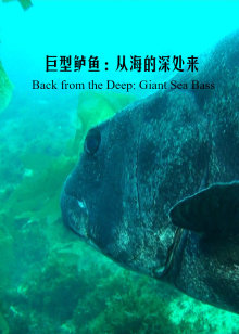 从大海深处回归的巨坚鳞鲈