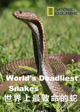 世界上最致命的蛇