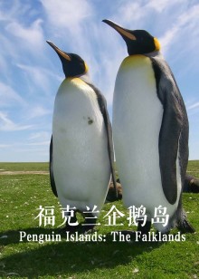 福克兰企鹅岛海报