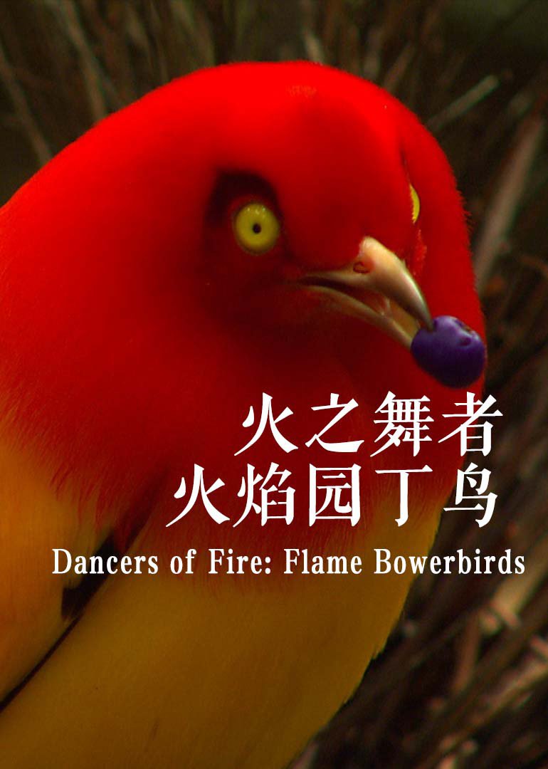 火焰园丁鸟图片