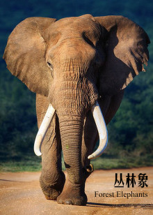 丛林象海报