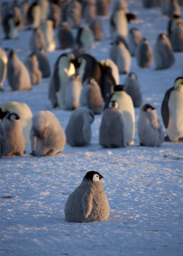 企鹅群里有特务