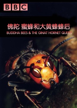 日本驱害达人专除凶猛害虫大黄蜂